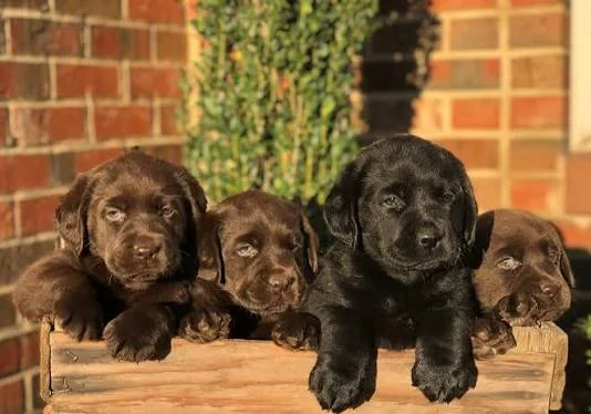 Labrador puppies bij Engel Pups
